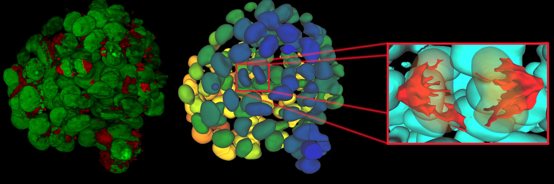 Bildanalyse mit Aivia auf Basis eines einzelnen Zeitpunkts einer Zeitrafferaufnahme von in 3D kultivierten mammären Epithel-Mikrosphäroiden zur Darstellung einzelner mitotischer Ereignisse. Daten mit freundlicher Genehmigung der Intelligent Imaging Group (B. Eismann/C. Conrad am BioQuant/DKFZ Heidelberg)