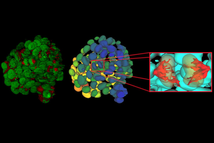 Bildanalyse mit Aivia auf Basis eines einzelnen Zeitpunkts einer Zeitrafferaufnahme von in 3D kultivierten mammären Epithel-Mikrosphäroiden zur Darstellung einzelner mitotischer Ereignisse. Daten mit freundlicher Genehmigung der Intelligent Imaging Group (B. Eismann/C. Conrad am BioQuant/DKFZ Heidelberg)