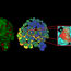 Bildanalyse mit Aivia auf Basis eines einzelnen Zeitpunkts einer Zeitrafferaufnahme von in 3D kultivierten mammären Epithel-Mikrosphäroiden zur Darstellung einzelner mitotischer Ereignisse. Daten mit freundlicher Genehmigung der Intelligent Imaging Group (B. Eismann/C. Conrad am BioQuant/DKFZ Heidelberg)