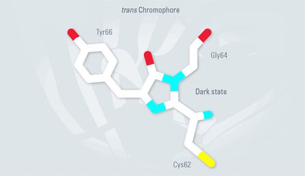 The Tyr66 side chain of the Dronpa chromophore undergoes cis-trans isomerization during photoswitching. While the trans-conformation is non-fluorescent, the cis-conformation emits fluorescence.