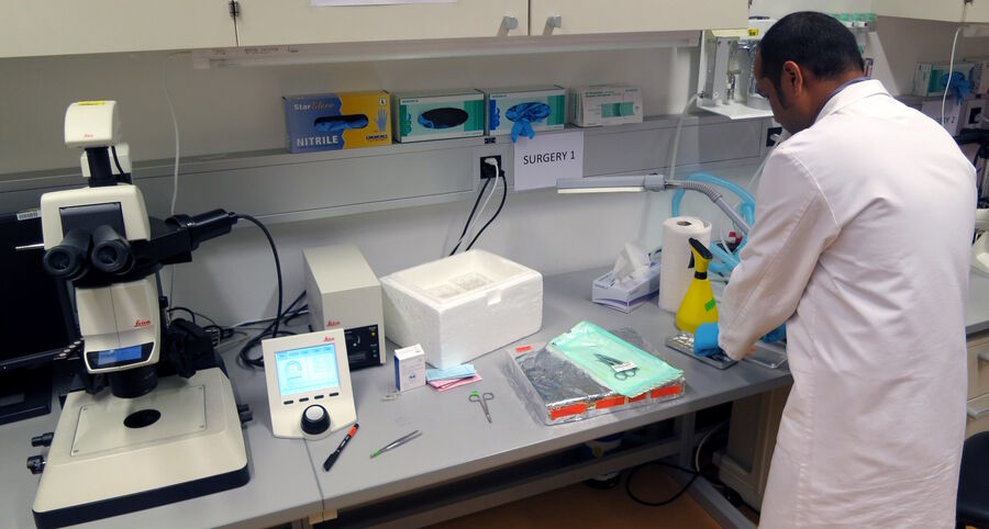 Figure 9: Mouse surgery setup for breast cancer research showing utensils and equipment for mammary tissue transplantation. Nearby is a M205 FA fluorescence stereo microscope for tissue analysis.