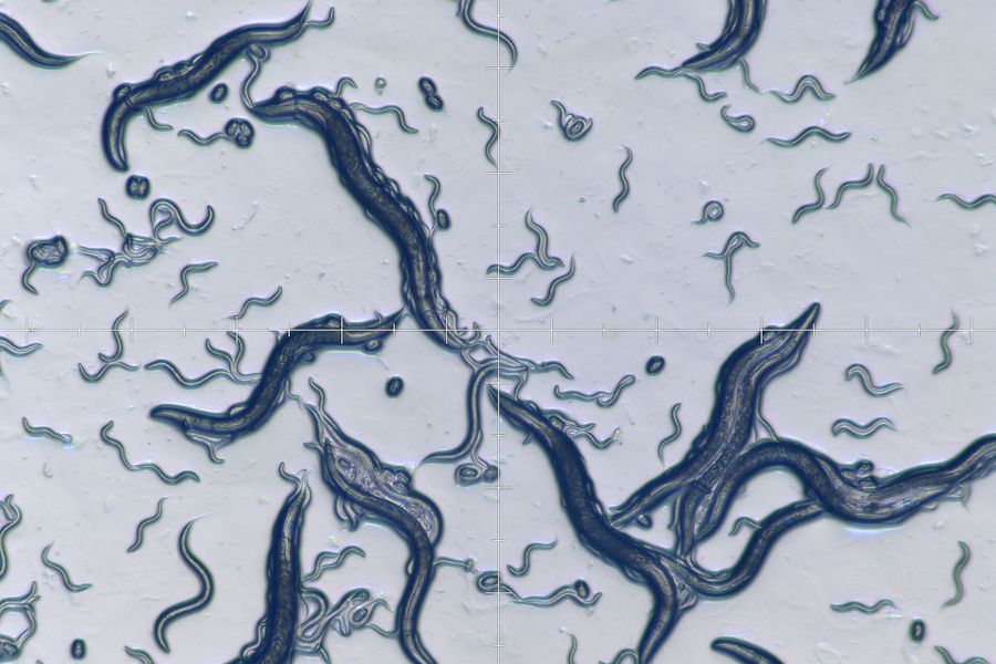 Life science application showing c. elegans