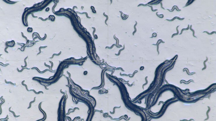 C. elegans C. elegans