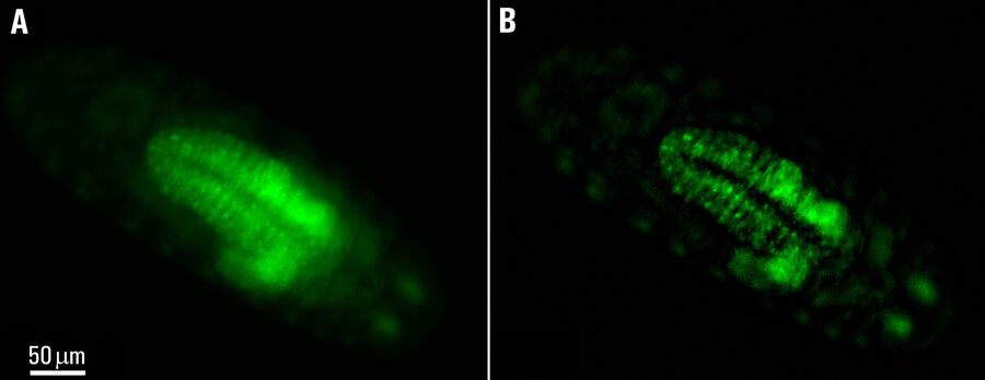 A) Raw widefield and B) THUNDER image of calcium transients in Drosophila embryos. Images are courtesy of Dr. Arnaldo Carreira-Rosario and the Clandinin laboratory in California, USA.