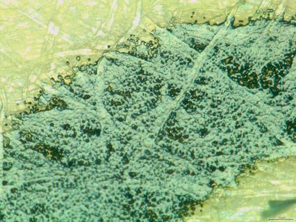 Printed pattern on paper, 750:1 total magnification, coaxial illumination with polarizer open