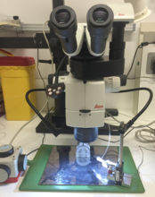 Closer view of setup with M125 stereo microscope used for injection into the hindlimbs of mice.