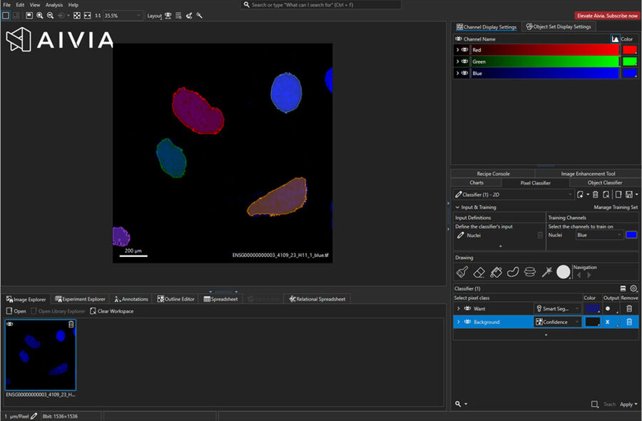 [Translate to chinese:] Fig 7: Using simple painting tools to define rare events and the background for the Aivia ‘Pixel Classifier’ training.