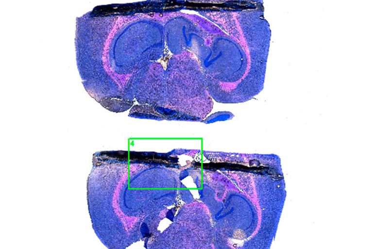 Create sample overviews for easy navigation, finding areas of interest and import of cutting information.