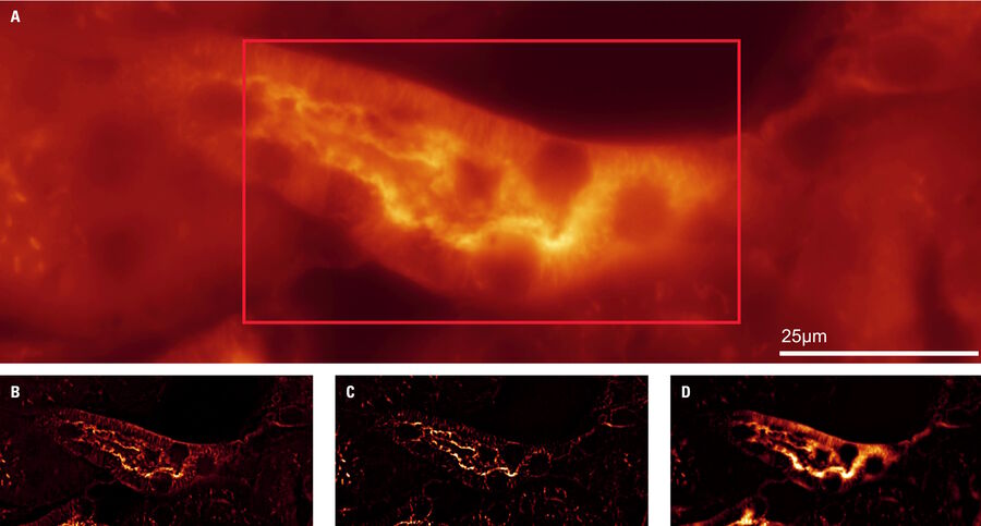 : Mouse Kidney stained with membrane glycoproteins