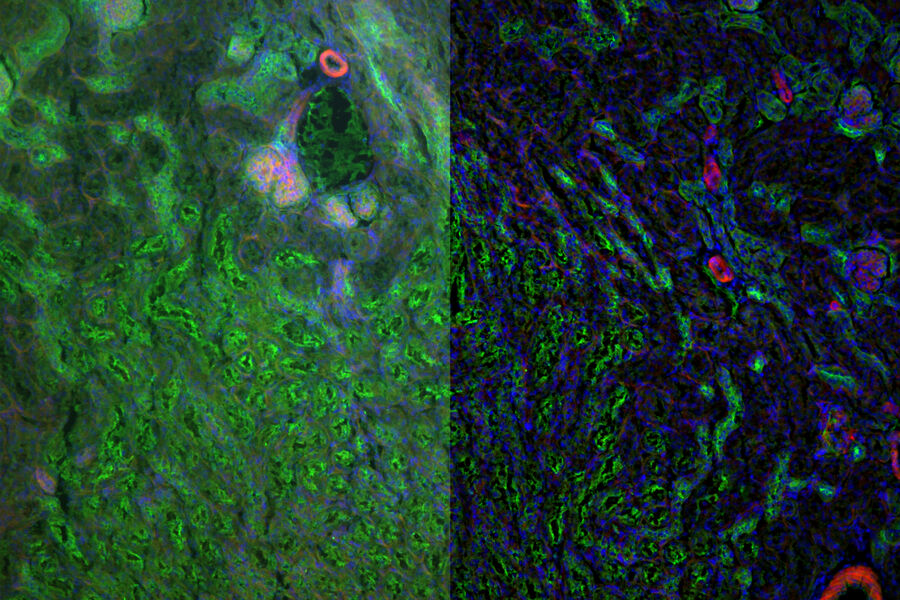 Kidney Section - THUNDER Imager 3D Tissue