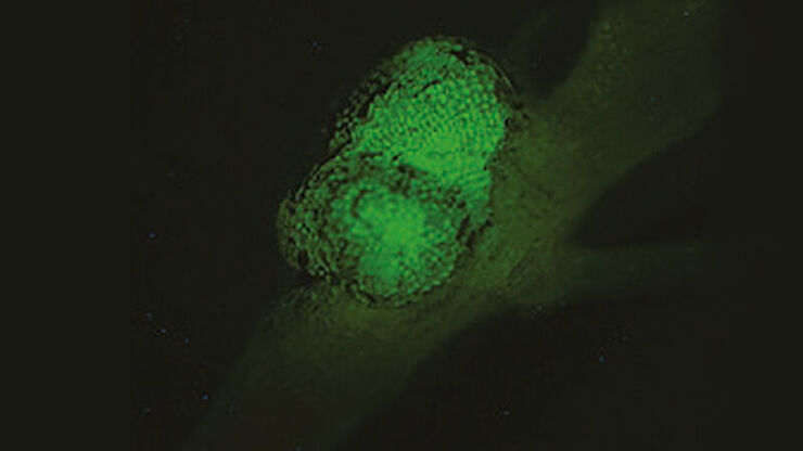 Csm Mz10f Fluorescence Benefit Focus 02 8c2dd3e42f