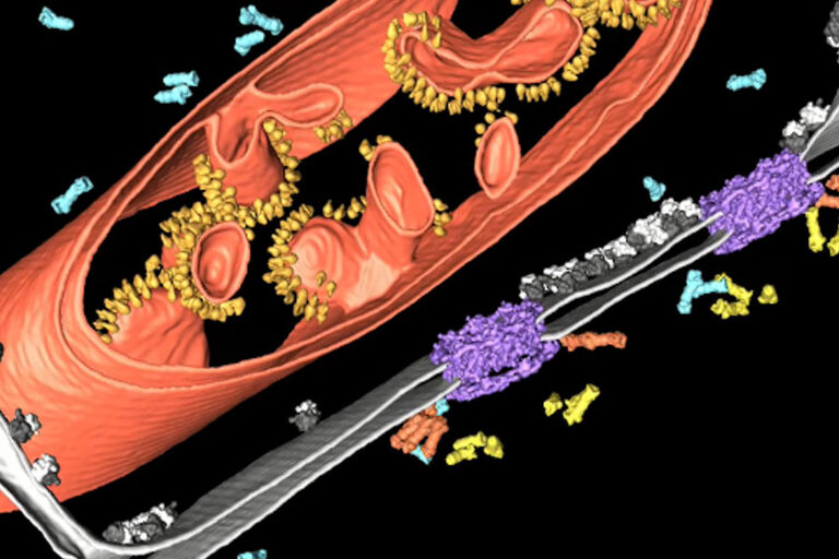 Segmentazione di un tomogramma crioelettronico, che mostra l'ambiente cellulare nativo intorno al nucleo. I proteasomi si legano ai complessi dei pori nucleari (viola) in due siti distinti (arancione: proteasomi legati alla membrana, giallo: proteasomi legati a cestello, blu: proteasomi liberi). Sono illustrati anche l'involucro nucleare (grigio), i ribosomi (nero/bianco) e un mitocondrio (rosso, con file di sintasi ATP gialle).