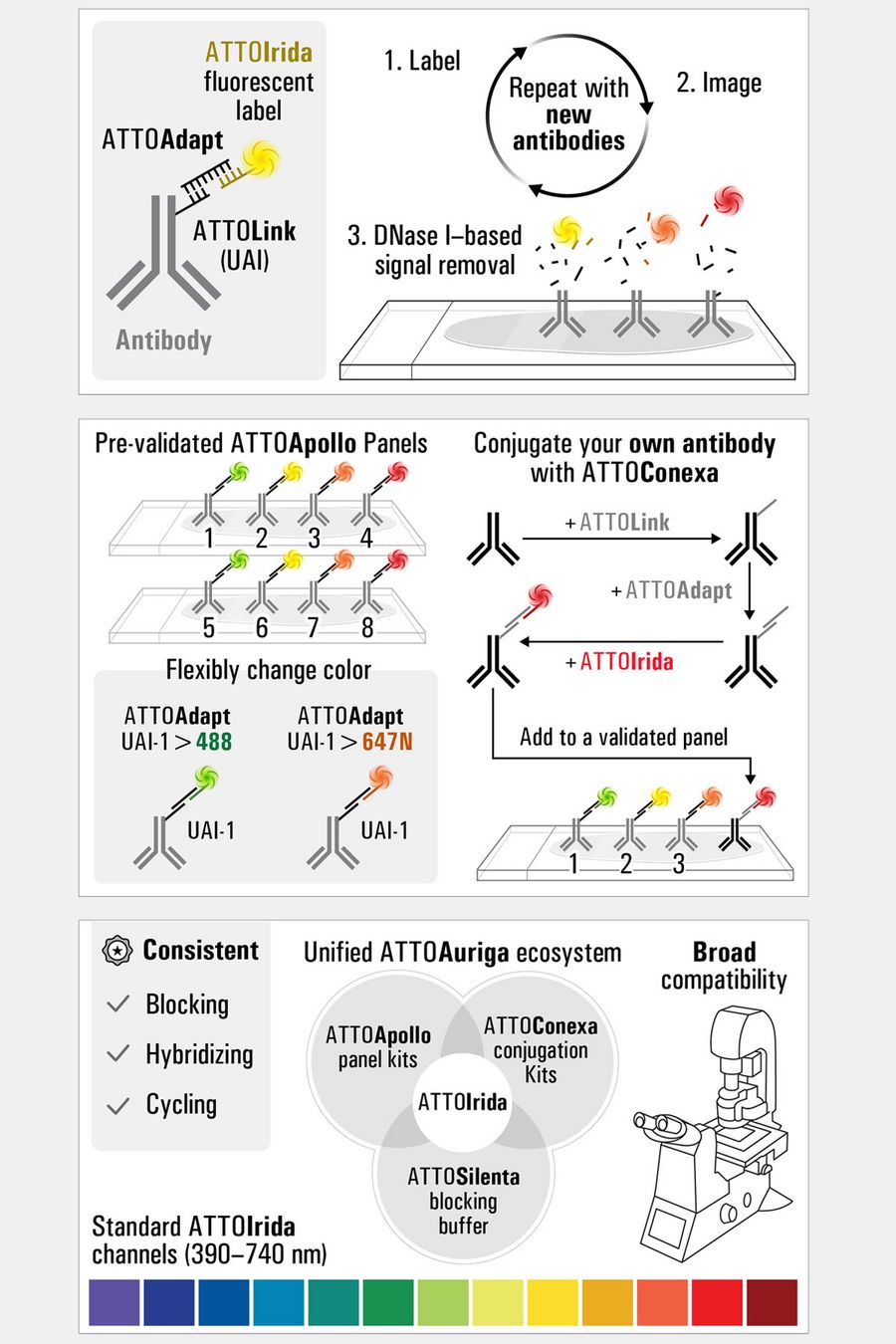 ATTOAuriga spatial biology reagents schematic