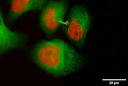 HeLa Kyoto cells (HKF1, H2B-mCherry, alpha Tubulin, mEGFP). Left image: Maximum projection of a z-stack prior to ICC and LVCC. Right image: Maximum projection of a mosaic z-stack after ICC and LVCC.