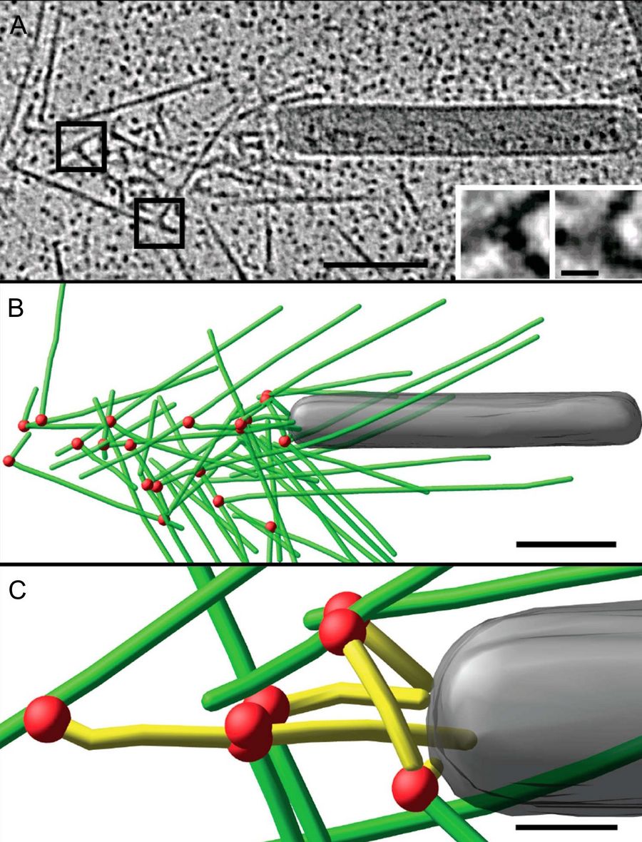 Cryo-electron tomography of baculovirus actin comet tail in vitro. a) Cryo-electron tomogram section (11 nm) of a comet tail formed on a purified, de-enveloped baculovirus in vitro in a motility cocktail containing actin, Arp2/3 complex, gelsolin, cofilin, and VASP. Insets show details of branch junctions from the squares in the overview image. b) Model derived from tomogram, showing actin filaments in green and branch junctions in red. c) Close-up of the model highlighting the filaments abutting the rear of the virus in yellow. Bars (a, b), 100 nm; c) 25 nm; inset, 10 nm (Mueller J et al.: Electron Tomography and Simulation of Baculovirus Actin Comet Tails Support a Tethered Filament Model of Pathogen Propulsion. PLoS Biol. 12: e1001765, Figures a–c; doi: 10.1371/journal.pbio.1001765.g005).