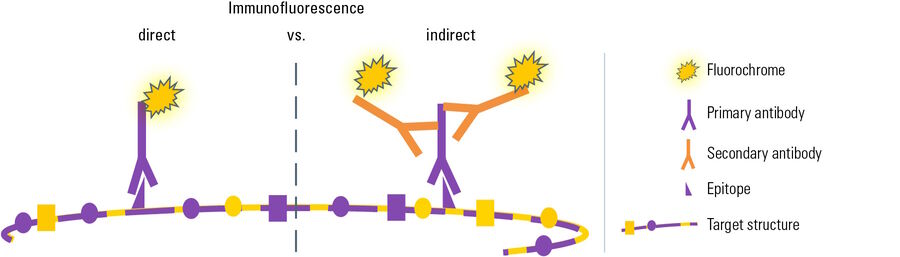 [Translate to German:] Target structure by immunofluorescence