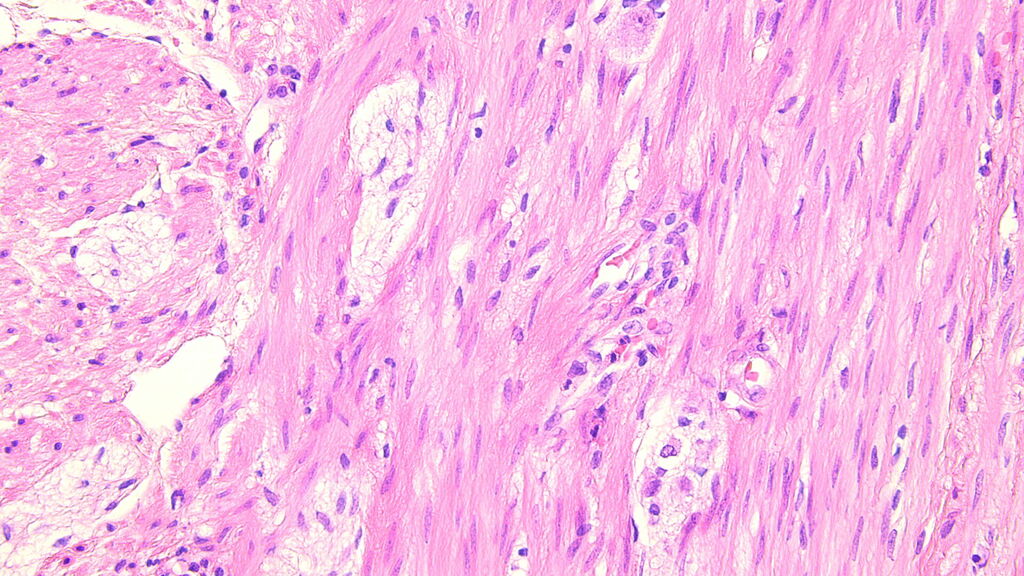 Csm Leica DM2000 3000 H E Staining 01 D00f3a2d58