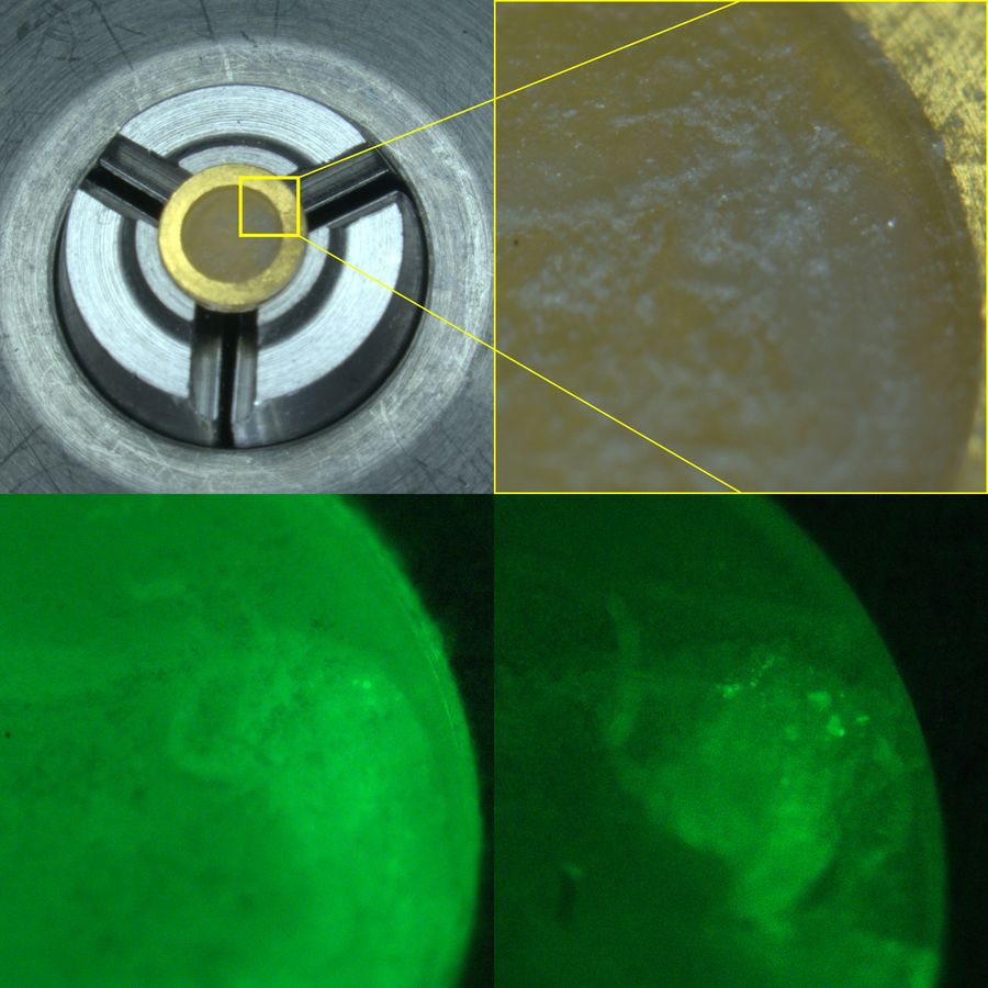 Comparison of cryo-fluorescence signal before and after cryo-planing of the frozen sample. Controlled removal of surface layers enhances visibility of parasite-associated structures, supporting fluorescence-guided targeting for subsequent cryo-FIB lamella preparation. Sample courtesy: Nedal Darif, Postdoctoral Fellow, EMBL Heidelberg, Germany.
