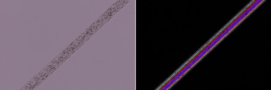 Wool fiber imaged with Left) parallel polarizers and Right) crossed polarizers. There are low 1st order birefringence colors seen with the crossed polarizers. Images recorded with the DM4 P microscope using transmitted light and a 20x Plan Fluotar objective.