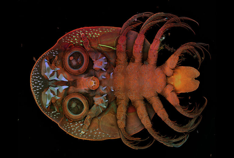魚類の外部寄生虫 自家蛍光画像 提供：Thomas Frase, Universität Rostock, IfBi, ASZ, Germany.
