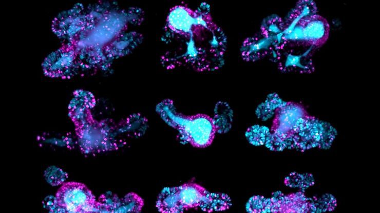 67-hour, multi-position time-lapse of mouse intestinal organoids expressing the cell cycle reporter FUCCI2 (hGem-mVenus and hCdt1-mCherry). 
