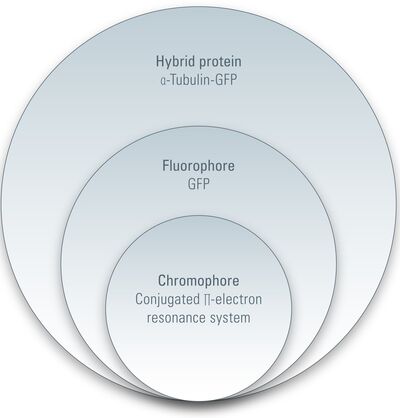 Hierarchy in fluorescent proteins