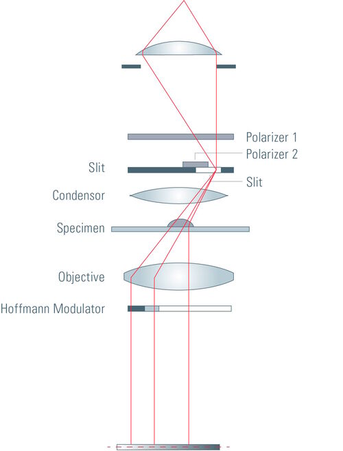  Light from the condenser passes the slit of the slit plate to enable oblique illumination.