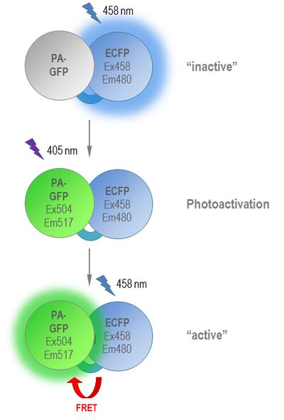 Phamret (photoactivation-mediated resonance energy transfer) is a tandem dimer composed of PA-GFP and its FRET partner ECFP. 