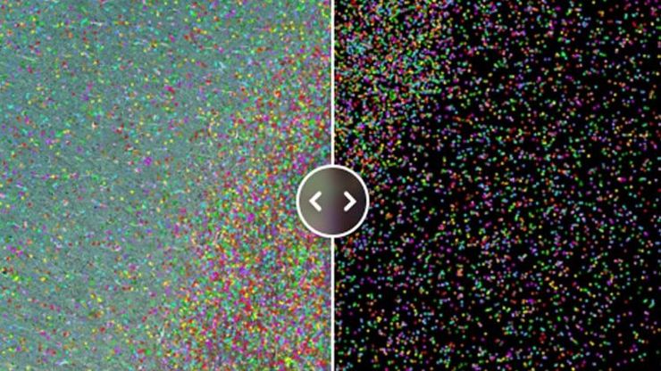 Segmentation of target cell type  with AIVIA AI I