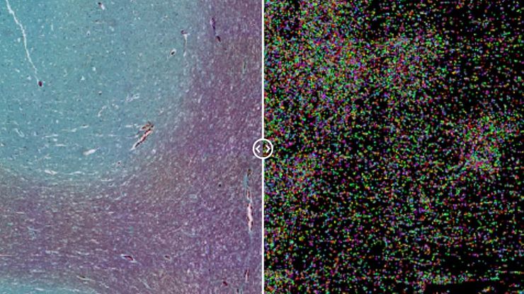 Segmentation of target cell type  with AIVIA AI I