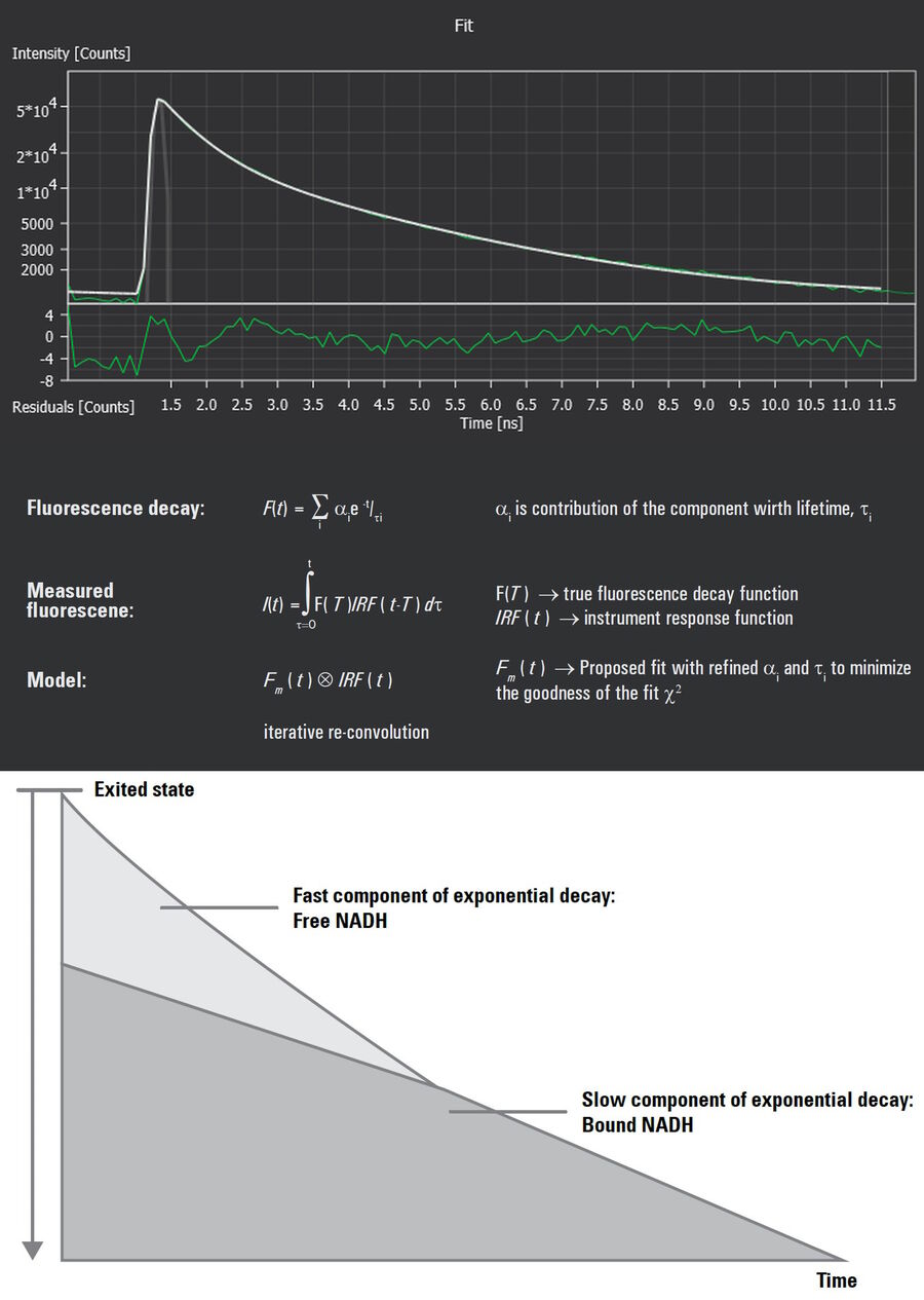 The exponential decay of the fluorescence lifetime of NADH has a fast component and a slow component resulting from the mixture of bound and free molecules measured. Fitting a model to such a curve takes expertise.