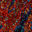 Autiva Spatial Phenotyper 