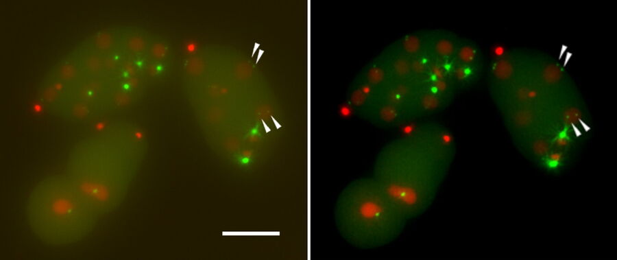 C. elegans cells_centrioles in interphase cells_maximum projection of a z-stack before and after ICC and SVCC.
