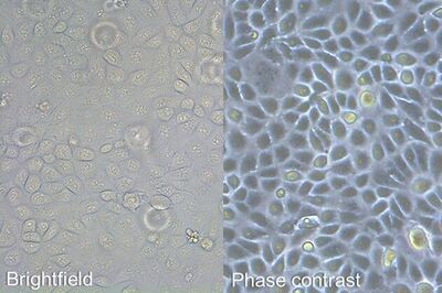 Comparison of brightfield and phase-contrast images of MDCK cells