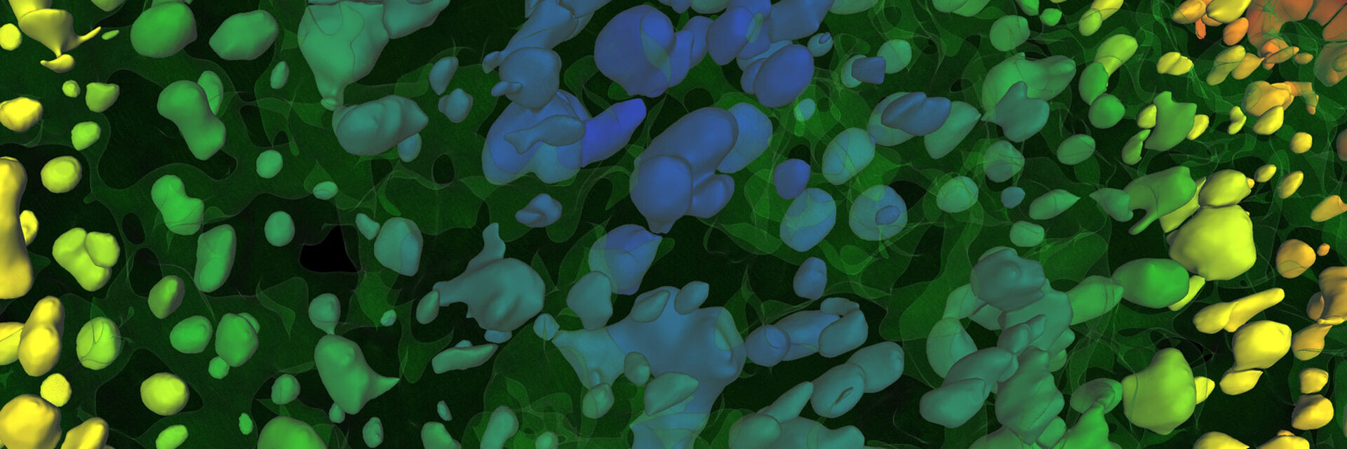 This image shows the original result of autonomous detection of an organoid with Avia 10. No parameters were adjusted by the user.