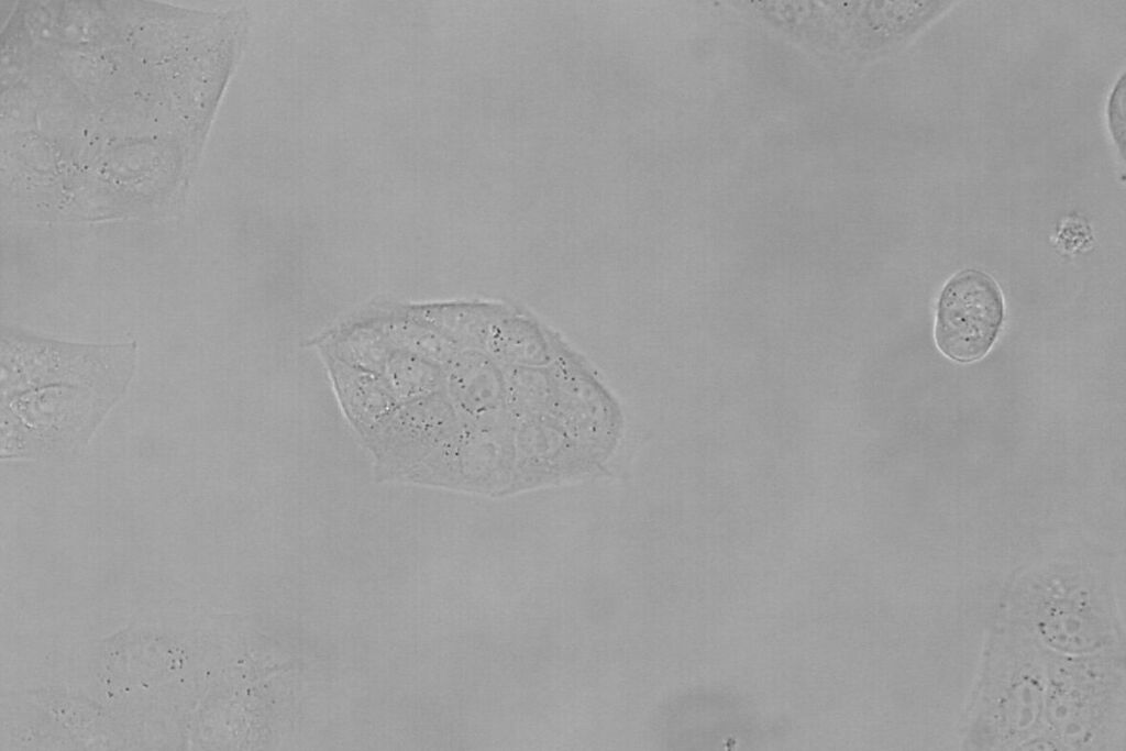 Phase Contrast Light Microscopes Applications Leica Microsystems