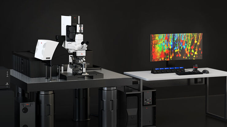 Multiphoton Microscope STELLARIS DIVE