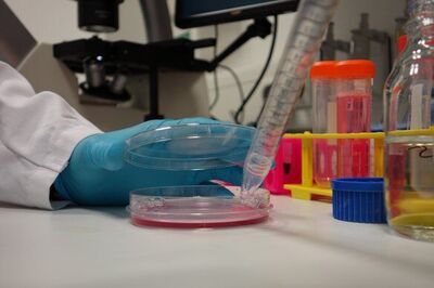 Pipette the required volume of cells (appropriate number of cells) into new dishes at the required split ratio