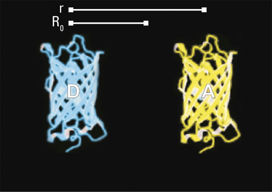 The donor molecule (D) is separated by a distance r from the acceptor molecule (A).