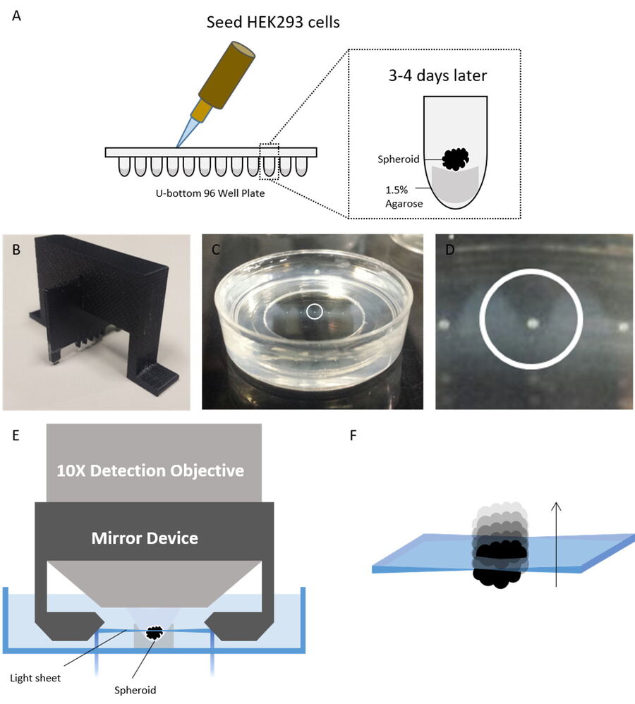 Spheroids seeding, mounting, and imaging procedure