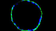 Immunofluorescence image of a mouse enodmetrial organoid stained with CK14 and DAPI
