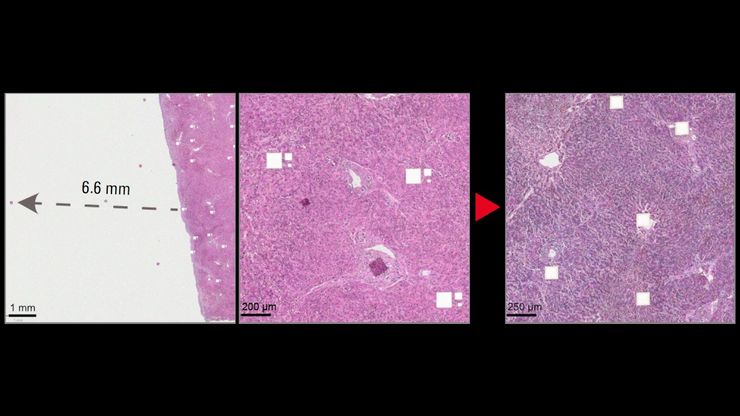 LMD ionizer before & after cut.