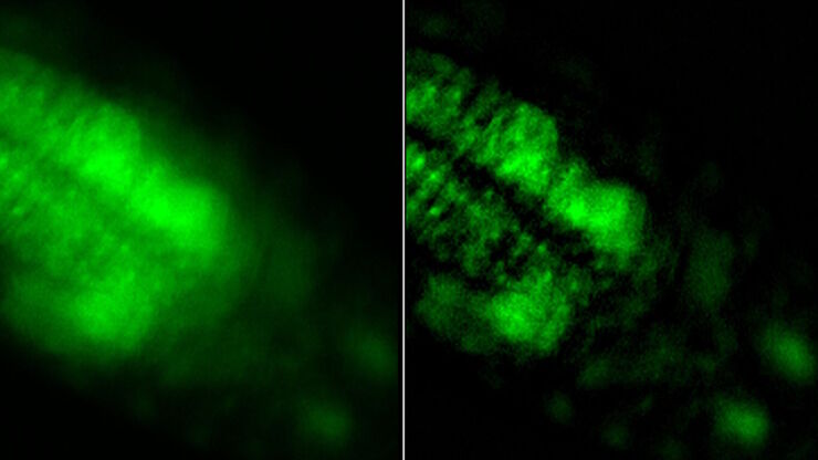 Raw widefield and THUNDER image of calcium transients in Drosophila embryos. Courtesy A. Carreira-Rosario, Clandinin laboratory, California, USA. Raw widefield and THUNDER image of calcium transients in Drosophila embryos. Courtesy A. Carreira-Rosario, Clandinin laboratory, California, USA.
