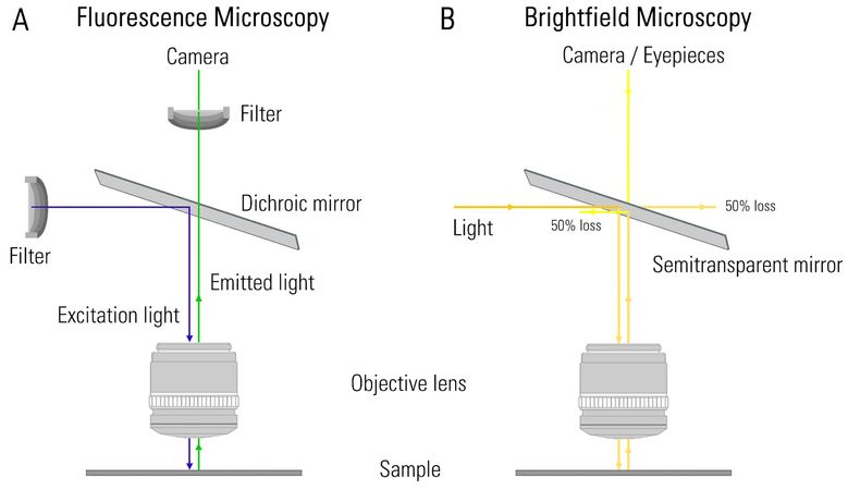 Diagram comparing the light paths through a microscope’s optics for fluorescence (A) and brightfield (B) microscopy.