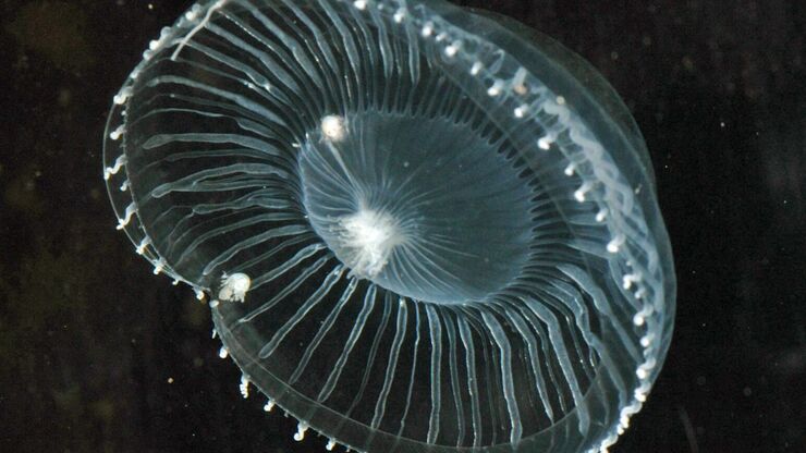 Jellyfish Aequorea Victoria