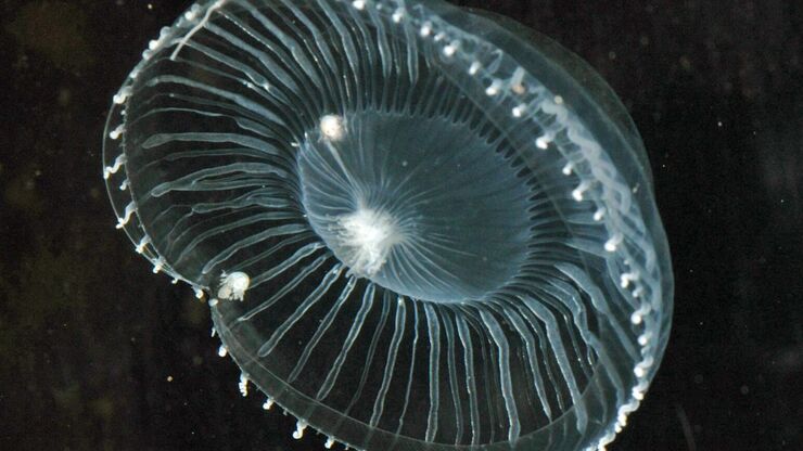 Jellyfish Aequorea Victoria Jellyfish Aequorea Victoria