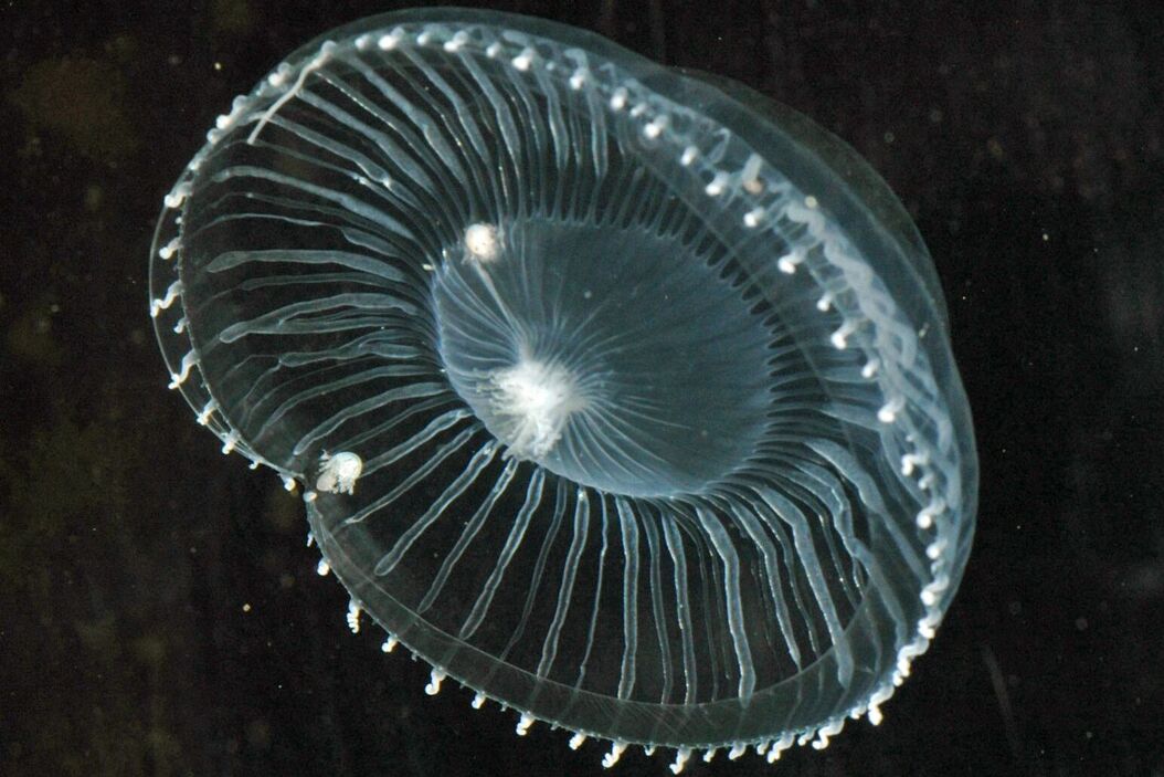 [Translate to chinese:] Jellyfish Aequorea Victoria Aequorea3_03.jpg