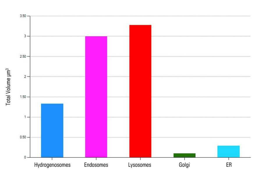 Analysis of the total volume of different organelles. 