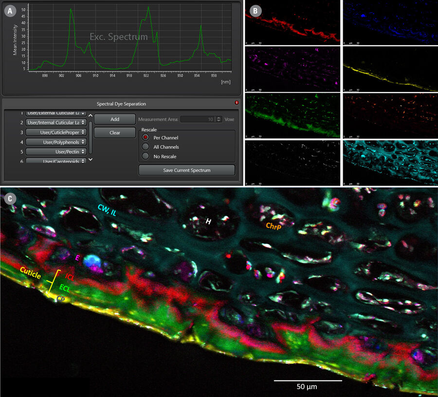 (A) Illustration of the Spectral Dye Separation user interface. (B) Example result showing 8-color separation of a hyperspectral data set from an apple slice. (C) Overlay of the 8 colors.