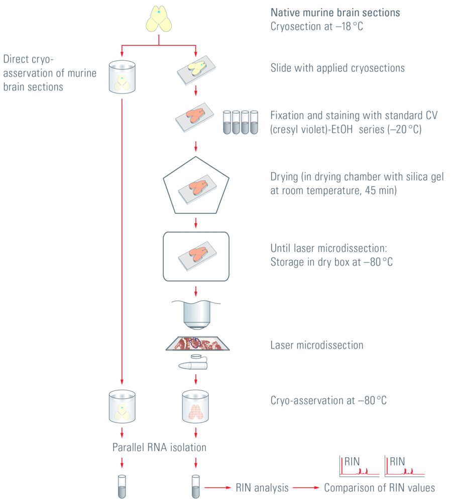 [Translate to chinese:] Treatment of murine-brain tissue samples from cryosection through laser microdissection to RIN analysis.